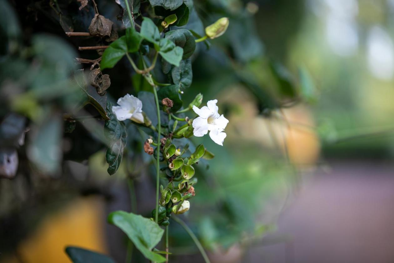 Gatimene Gardens Hotel Meru Kültér fotó